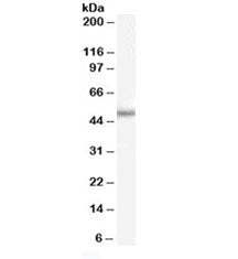 PAX6 Antibody