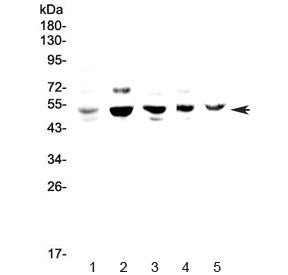 Western blot testing of 1) human HeLa, 2) rat PC-12, 3) mouse lung, 4) mouse ovary and 5) mouse HEPA
