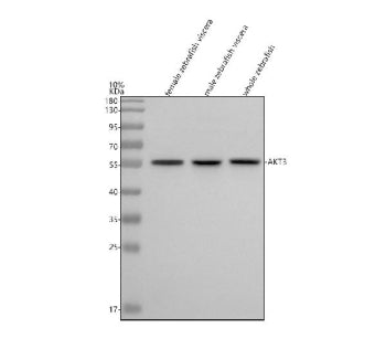 Western blot analysis of Akt3 protein using Zebrafish Akt3 antibody and 1) female zebrafish viscera,