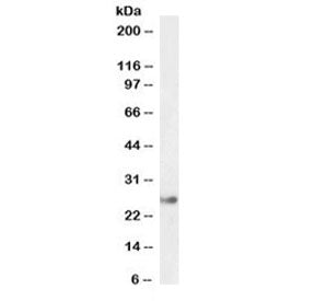 Western blot testing of human liver lysate with GSTA4 antibody at 0.3ug/ml. Predicted molecular weig