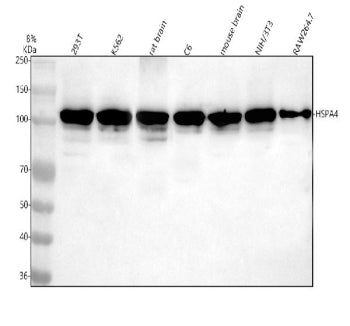Western blot analysis of HSPA4 using anti-HSPA4 antibody. Lane 1: human 293T whole cell lysates, Lan