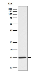 Western blot analysis of Phospho-Histone H3 (S10) expression in HeLa treated Colcemid cell lysate, u