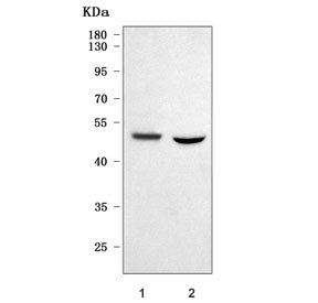 PRSS35 Antibody / Inactive serine protease 35