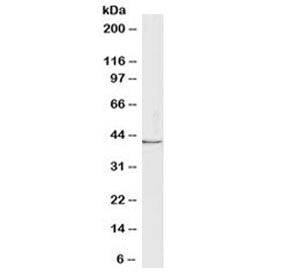 Western blot testing of human MCF7 cell lysate with Lactadherin antibody at 1ug/ml. Predicted molecu