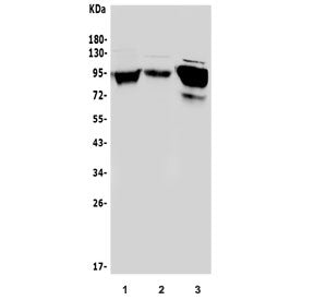 Western blot testing of human 1) Raji, 2) K562 and 3) HepG2 cell lysate with ICAM1 antibody at 0.5ug