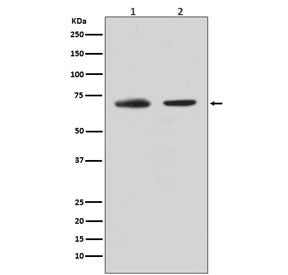 Western blot testing of human 1) HeLa and 2) K562 lysate with CDC40 antibody. Predicted molecular we