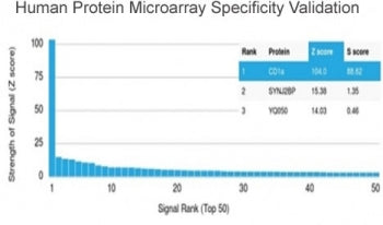 CD1a Antibody