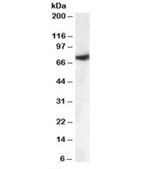 Western blot testing of human brain lysate with MUNC18-1 antibody at 0.1ug/ml. Predicted molecular w