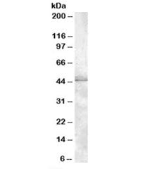 MBNL1 Antibody