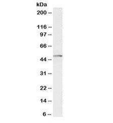 Western blot testing of Jurkat lysate with biotinylated CSK antibody at 0.5ug/ml. Predicted molecula