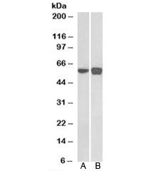 PLRG1 Antibody
