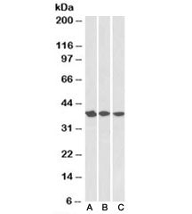 APE1 Antibody