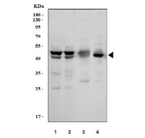 MKK7 Antibody (MEK7)