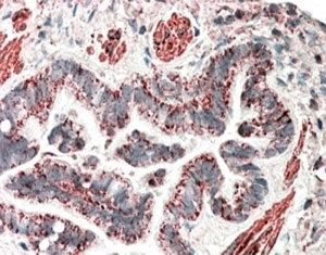MOB2 Antibody
