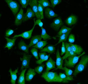 Immunofluorescent staining of FFPE human A549 cells with EIF5A antibody (green) and DAPI nuclear sta