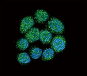 Confocal immunofluorescent analysis of BTK antibody with 293 cells followed by Alexa Fluor 488-conju