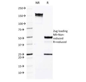 SDS-PAGE analysis of purified, BSA-free CD50 antibody (clone CG106) as confirmation of integrity and