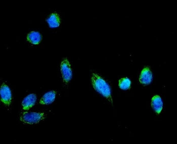 AFG3L2 Antibody