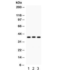 CTGF Antibody