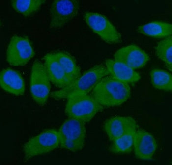 Immunofluorescent staining of FFPE human PC-3 cells with EIF5 antibody (green) and DAPI nuclear stai