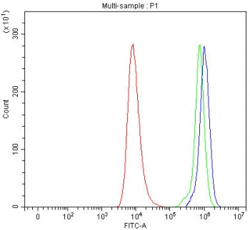 SEC24A Antibody