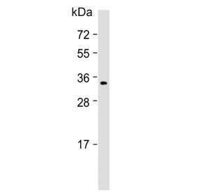 Western blot testing of human MCF7 cell lysate with MOX-2 antibody. Predicted molecular weight ~34 k