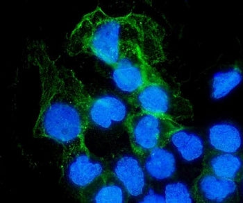 Immunofluorescent staining of FFPE human A431 cells with PTPN6 antibody (green) and DAPI nuclear sta