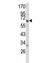 CYP2F1 Antibody