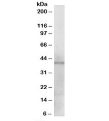 Western blot testing of human heart lysate with KLF3 antibody at 1ug/ml. Predicted molecular weight: