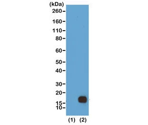 Western blot of recombinant Histone H3.3 (1) and acid extracts of HeLa cells (2) using recombinant H