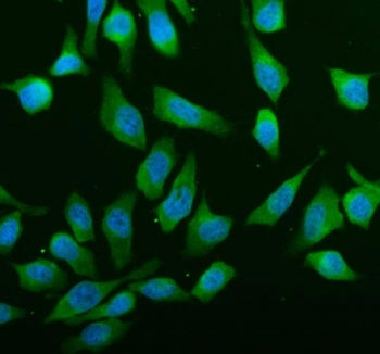 ABCE1 Antibody / ATP binding cassette E1