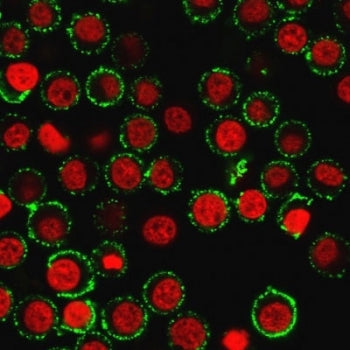 Immunofluorescent staining of live human Jurkat cells with CD47 antibody (green, clone IAP/964) and 