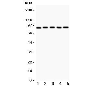 HIF-1 beta Antibody