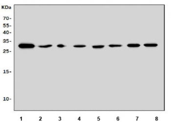 Western blot testing of rat 1) brain, 2) stomach, 3) lung, 4) liver, 5) kidney, 6) spleen, 7) thymus