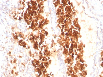 Glycophorin A Antibody