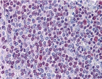 IHC staining of FFPE human spleen using NONO antibody at 3.8ug/ml. HIER: steamed with pH6 citrate bu