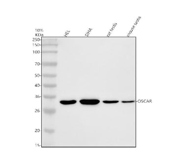 Western blot analysis of OSCAR using anti-OSCAR antibody. Electrophoresis was performed on a 10% SDS