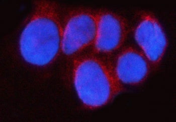 RAB43 Antibody / Ras-related protein Rab-43