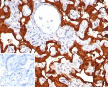 S100P Antibody / MIG9