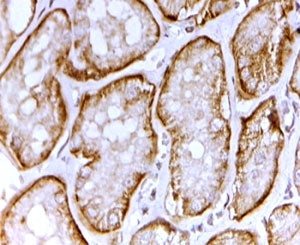 IHC testing testing of FFPE human kidney with SAT1 antibody at 2ug/ml. HIER: steamed with pH6 citrat