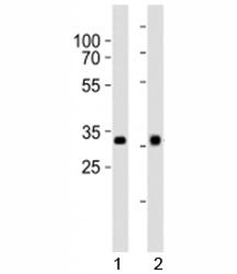 OTX2 Antibody