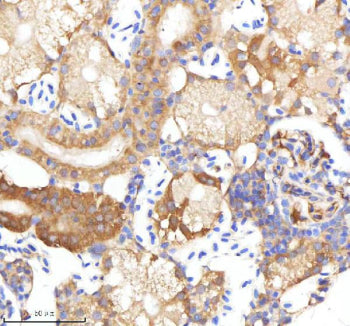 IHC staining of zebrafish Neuropeptide Y protein using Zebrafish Neuropeptide Y antibody, HRP-labele