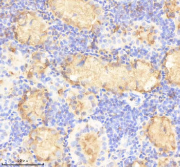 IHC staining of FFPE zebrafish kidney tissue with Prox1a antibody, HRP-labeled secondary and DAB sub