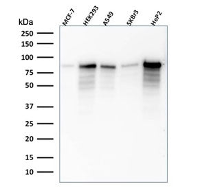 MCM7 Antibody