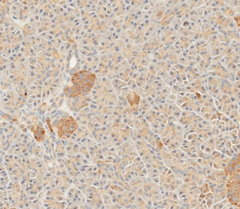 IHC testing of FFPE human pancreas tissue with SFRP5 antibody. HIER: steam section in pH9 EDTA for 2