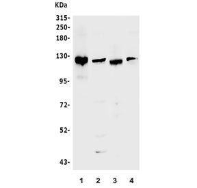 Western blot testing of 1) mouse testis, 2) rat heart, 3) rat PC-3 and 4) rat RH35 lysate with Bub1 