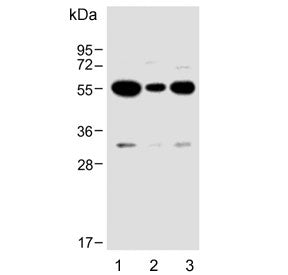 Western blot testing of human 1) U-87 MG, 2) MDA-MB-231 and 3) U-251 MG cell lysate with USP17L24 an
