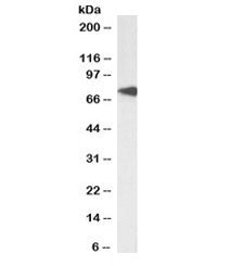 Western blot testing of Daudi cell lysate with biotinylated TCF3 antibody at 0.3ug/ml. Expected mole