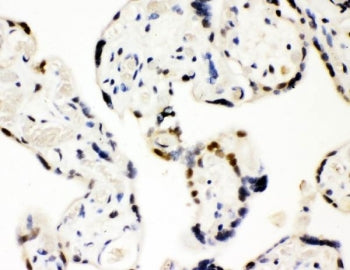 SF2 Antibody