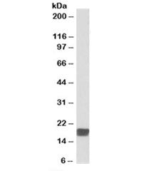 Western blot testing of mouse testis lysate with CIRBP antibody at 0.01ug/ml. Predicted molecular we